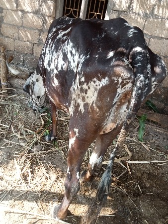 પેલું વેતર  3 .5 લીટર દૂધ કોર્સ  યશ