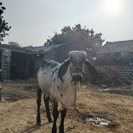 ખૂટ દેવાનો છે