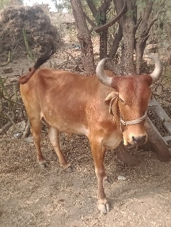 થંબનેલ 3