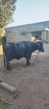 ભેંસ વેચવાની છે