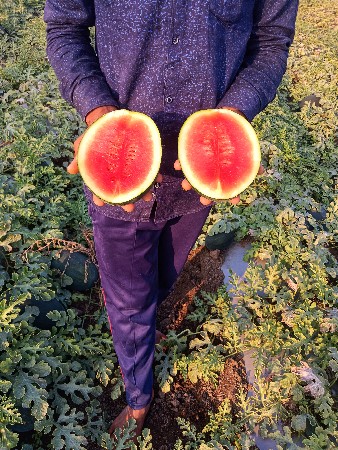 તરબૂચ વેચવાના છે