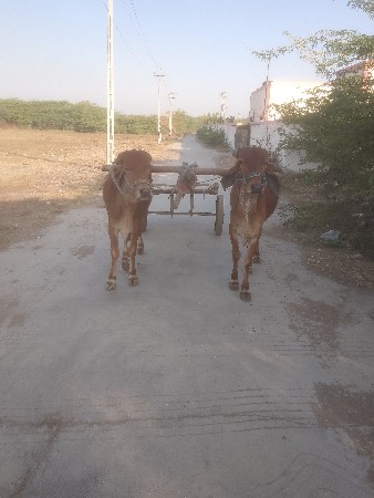 थंबनेल 3