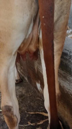 ગાય વેચવાની છે.