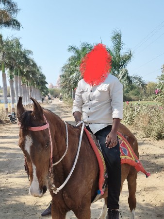 ઘોડી ના સાટા કરવા ના છે