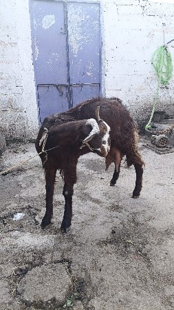 બકરી વેચવાની છે દૂધવાળી