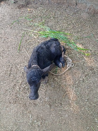 थंबनेल 3