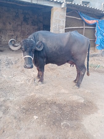 ભેશ વેચવાની છે