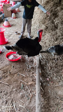 थंबनेल 3