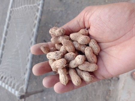 ગીરાનાર4 જૂનાગઢ કૃષિ યુનિવર્સિટી