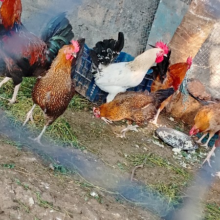 મુરઘા મુરઘી વેચવાના‌ છે