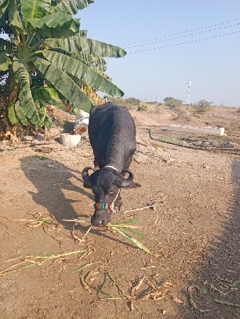 ખાળેરિ વેચવાની છે