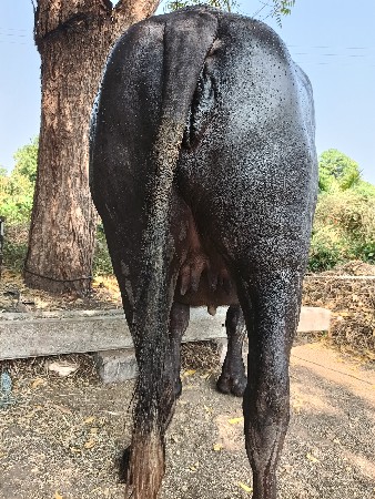 1 વેતર જાફરાબાદી ખડેલી વેસવાની છે