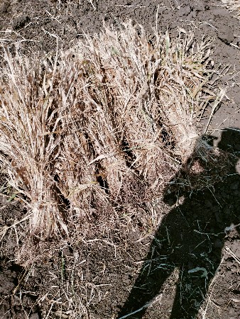 જુવાર નોસારો વેચવાનો શે