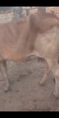 थंबनेल 2