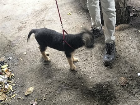 jarman 2 courte femal