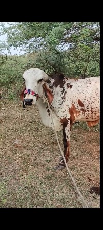 ખુટ વેશવા નો છે