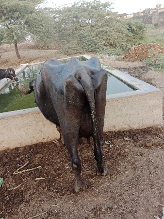 थंबनेल 2