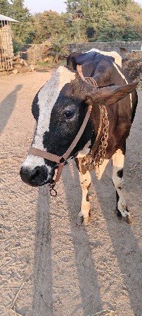hf ગાય વેચવા ની છે