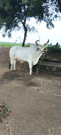 બળદ વેચવાના છે