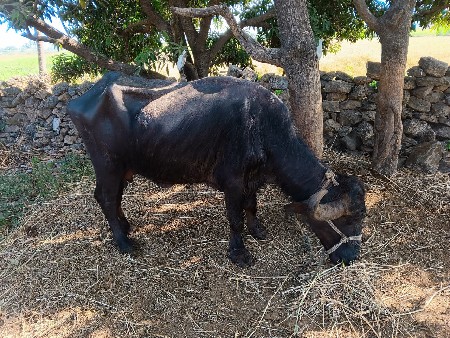 પેલું વેતર