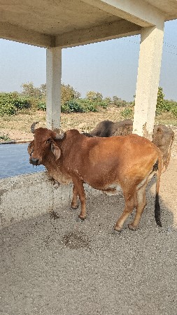 થંબનેલ 2
