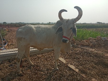 थंबनेल 3