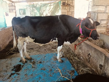 sf સારી બ્રિડ ની સે ગાય