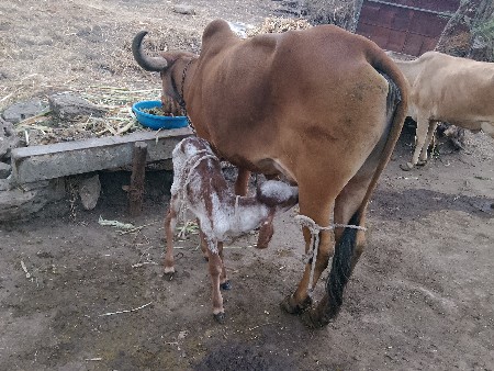 પેલું.વેતર.નીછે.વાચટી