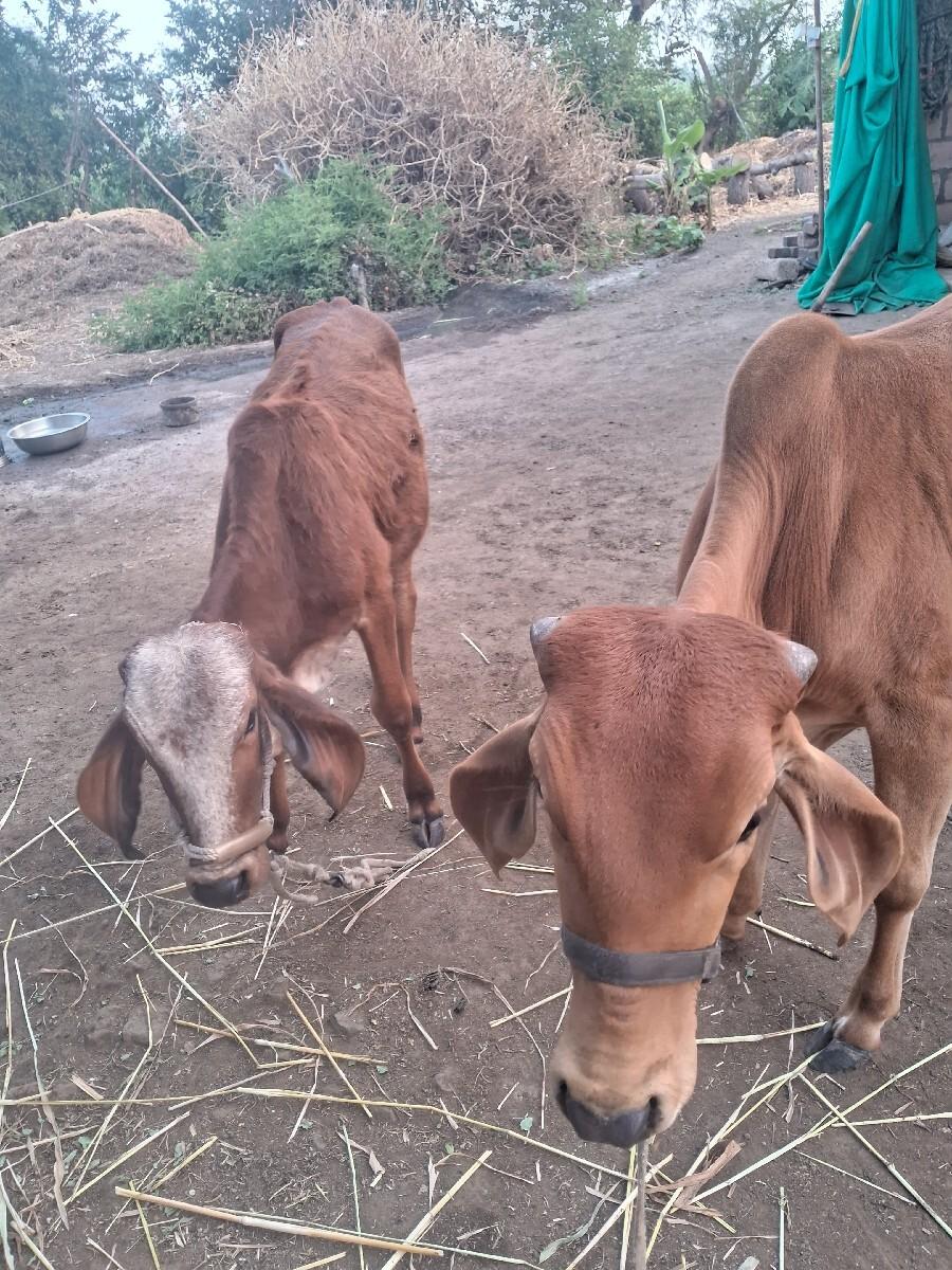 વાછડી વેચવાની છે