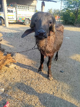 વેસ્વાની સે