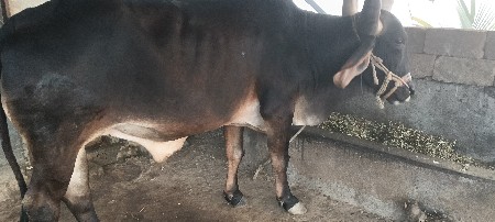 બળદ વેચવાના છે