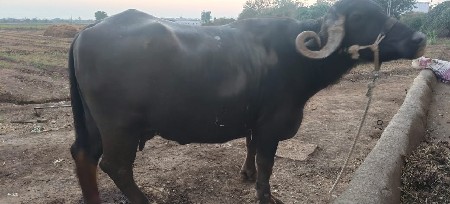 थंबनेल 2