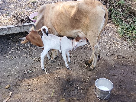 थंबनेल 4