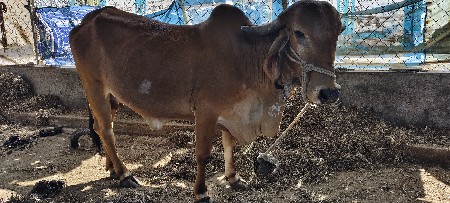 थंबनेल 3