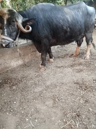 થંબનેલ 2