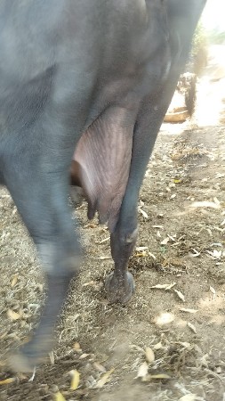 ભેંસ વેચવાની છે.