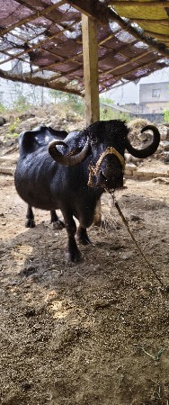 આ ભેંસ વેચવાની છે ચોથું વેતર વ્યા