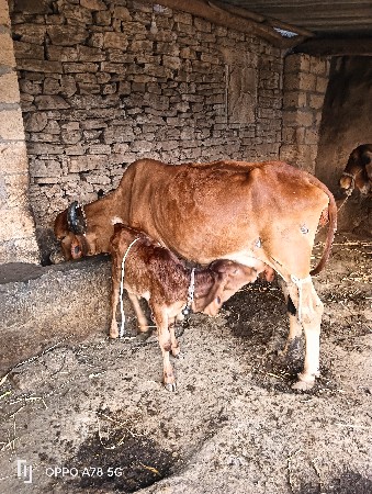 બે હોટકી વેચવાની છે