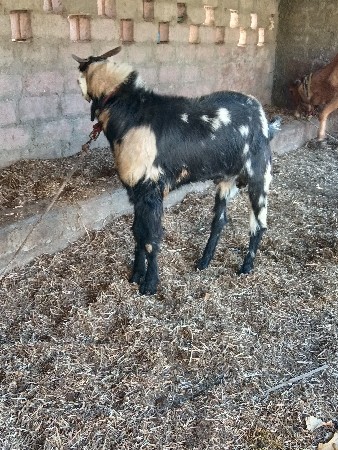 थंबनेल 3