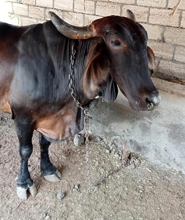આ ગાય વેચવાની છે