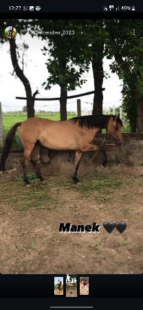 ધોડી ના સાટા કરવાના છે