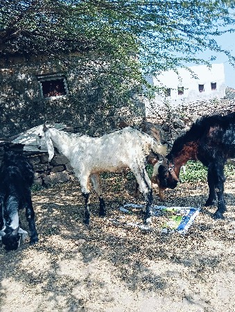 ચાર બોકડા વેચવાના છે.