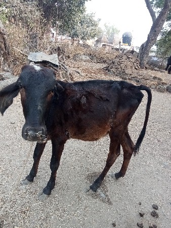 थंबनेल 2