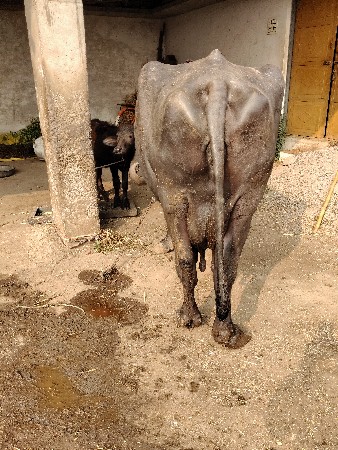 ભેંસ વેચવાની છે