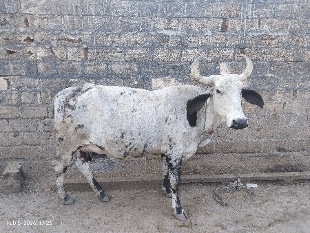 પેલું વેતર ઊંચાઈ લંબાઈ પૂરી