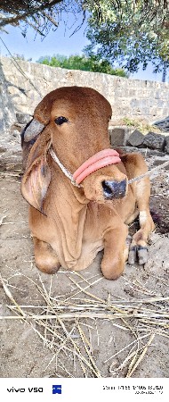 વેચવાની છે