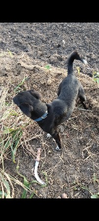 કૂતરું વેચવા ની છે બોવ સારી છે