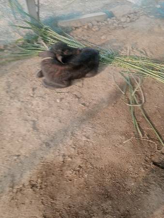 थंबनेल 2