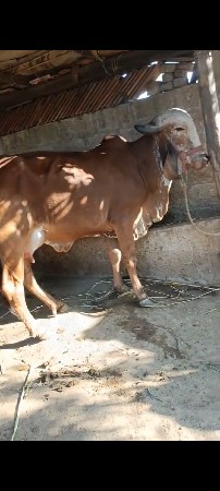 ગીર પેલું વેતર વોડકી વેચવાની છે