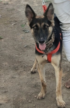 જર્મન સેફર કુતારી વેચવાની સે